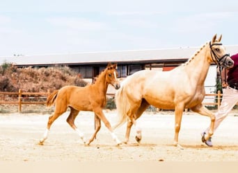 Deutsches Reitpony, Stute, 6 Jahre, 155 cm, Palomino