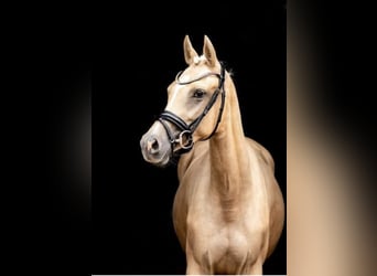 Deutsches Reitpony, Stute, 6 Jahre, 155 cm, Palomino