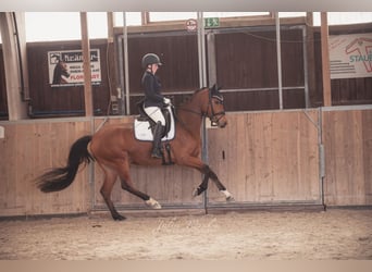 Deutsches Reitpony, Stute, 6 Jahre, 156 cm, Brauner