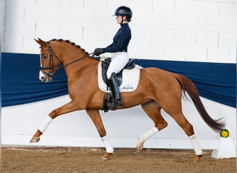 Deutsches Reitpony, Stute, 6 Jahre, Fuchs