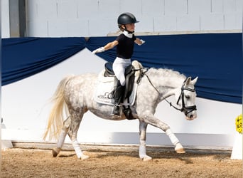 Deutsches Reitpony, Stute, 7 Jahre, 121 cm, Schimmel