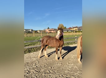 Deutsches Reitpony, Stute, 7 Jahre, 135 cm, Fuchs