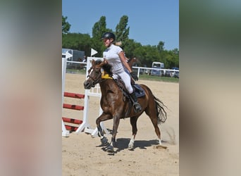 Deutsches Reitpony, Stute, 7 Jahre, 136 cm, Dunkelfuchs