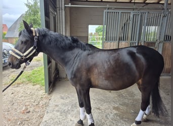 Deutsches Reitpony, Stute, 7 Jahre, 139 cm, Dunkelbrauner