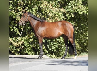 Deutsches Reitpony, Stute, 7 Jahre, 140 cm, Brauner