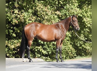 Deutsches Reitpony, Stute, 7 Jahre, 140 cm, Brauner