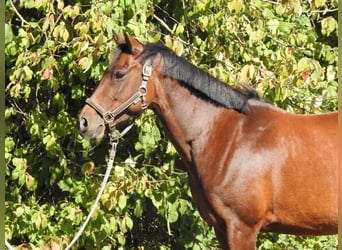 Deutsches Reitpony, Stute, 7 Jahre, 140 cm, Brauner