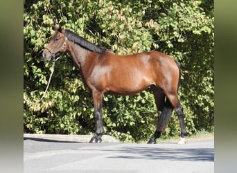 Deutsches Reitpony, Stute, 7 Jahre, 140 cm, Brauner