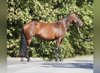 Deutsches Reitpony, Stute, 7 Jahre, 140 cm, Brauner