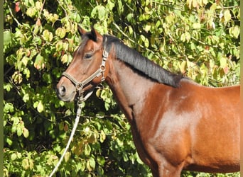 Deutsches Reitpony, Stute, 7 Jahre, 140 cm, Brauner
