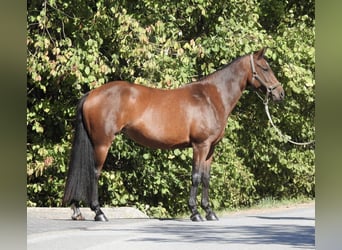 Deutsches Reitpony, Stute, 7 Jahre, 140 cm, Brauner