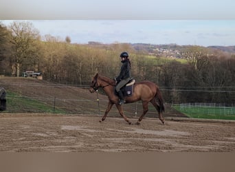Deutsches Reitpony, Stute, 7 Jahre, 141 cm, Fuchs
