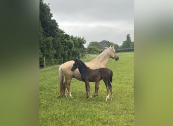 Deutsches Reitpony, Stute, 7 Jahre, 142 cm, Dunalino