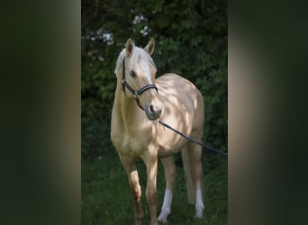 Deutsches Reitpony, Stute, 7 Jahre, 142 cm, Palomino