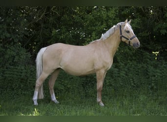 Deutsches Reitpony, Stute, 7 Jahre, 142 cm, Palomino