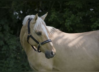 Deutsches Reitpony, Stute, 7 Jahre, 142 cm, Palomino