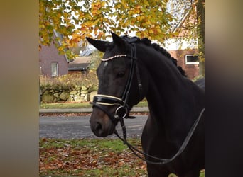 Deutsches Reitpony, Stute, 7 Jahre, 142 cm, Schwarzbrauner