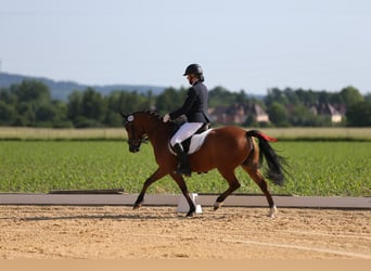 Deutsches Reitpony, Stute, 7 Jahre, 143 cm, Brauner
