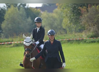 Deutsches Reitpony, Stute, 7 Jahre, 143 cm, Brauner