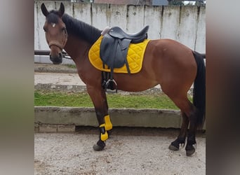 Deutsches Reitpony Mix, Stute, 7 Jahre, 143 cm, Brauner