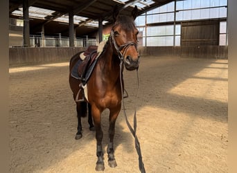 Deutsches Reitpony Mix, Stute, 7 Jahre, 143 cm, Brauner