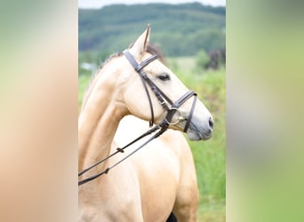 Deutsches Reitpony, Stute, 7 Jahre, 143 cm, Falbe