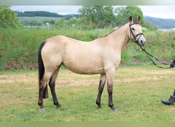Deutsches Reitpony, Stute, 7 Jahre, 143 cm, Falbe
