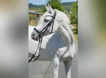 Deutsches Reitpony, Stute, 7 Jahre, 143 cm, Schimmel
