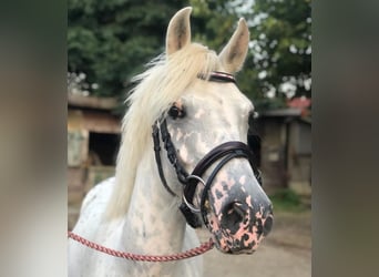 Deutsches Reitpony Mix, Stute, 7 Jahre, 143 cm, Tigerschecke