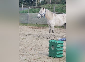 Deutsches Reitpony, Stute, 7 Jahre, 144 cm, Apfelschimmel