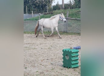 Deutsches Reitpony, Stute, 7 Jahre, 144 cm, Apfelschimmel