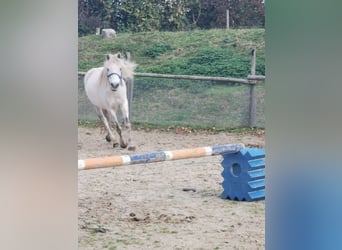 Deutsches Reitpony, Stute, 7 Jahre, 144 cm, Apfelschimmel