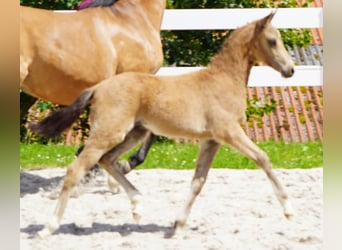 Deutsches Reitpony, Stute, 7 Jahre, 144 cm, Falbe