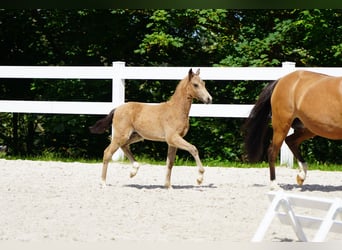 Deutsches Reitpony, Stute, 7 Jahre, 144 cm, Falbe