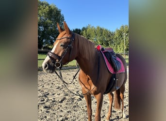 Deutsches Reitpony, Stute, 7 Jahre, 144 cm, Fuchs