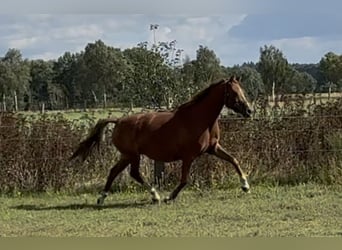 Deutsches Reitpony, Stute, 7 Jahre, 144 cm, Fuchs