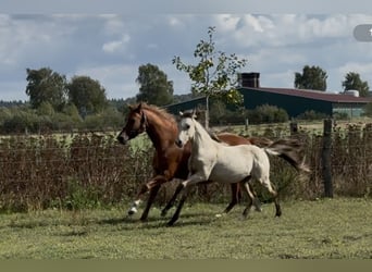 Deutsches Reitpony, Stute, 7 Jahre, 144 cm, Fuchs