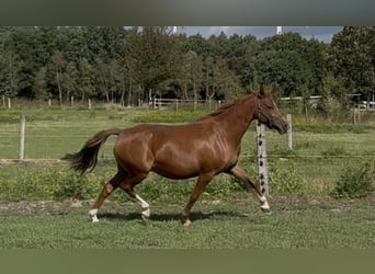 Deutsches Reitpony, Stute, 7 Jahre, 144 cm, Fuchs