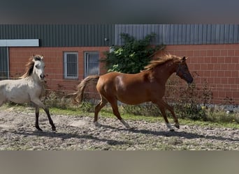 Deutsches Reitpony, Stute, 7 Jahre, 144 cm, Fuchs