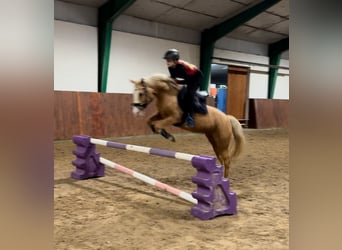 Deutsches Reitpony, Stute, 7 Jahre, 144 cm, Palomino