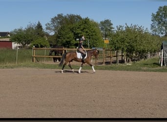 Deutsches Reitpony, Stute, 7 Jahre, 145 cm, Brauner