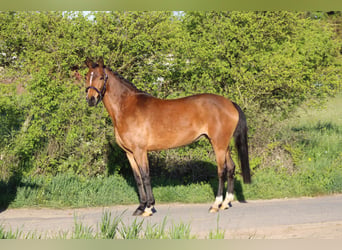 Deutsches Reitpony, Stute, 7 Jahre, 145 cm, Brauner