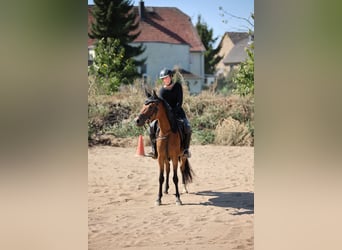 Deutsches Reitpony Mix, Stute, 7 Jahre, 145 cm, Brauner
