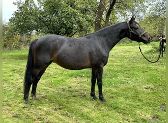 Deutsches Reitpony, Stute, 7 Jahre, 145 cm, Brauner