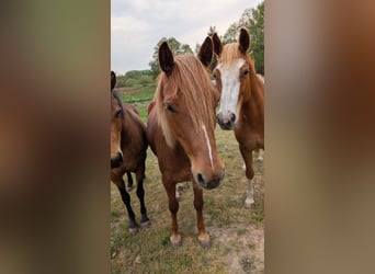 Deutsches Reitpony, Stute, 7 Jahre, 145 cm