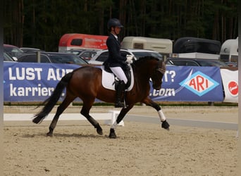 Deutsches Reitpony, Stute, 7 Jahre, 145 cm, Dunkelbrauner