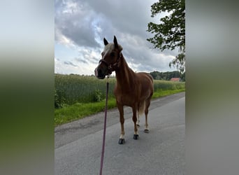 Deutsches Reitpony, Stute, 7 Jahre, 145 cm, Dunkelfuchs
