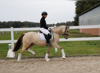 Deutsches Reitpony, Stute, 7 Jahre, 145 cm, Falbe