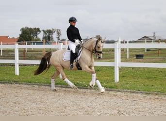 Deutsches Reitpony, Stute, 7 Jahre, 145 cm, Falbe