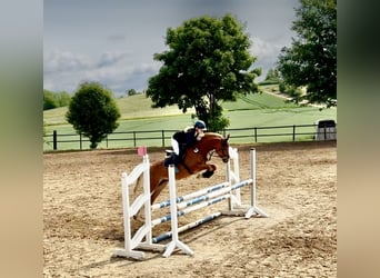 Deutsches Reitpony, Stute, 7 Jahre, 145 cm, Fuchs